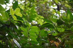Jasminum multiflorum